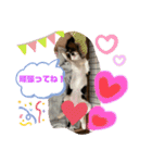 キャバリア・ピナイ（個別スタンプ：11）