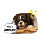 キャバリア・ピナイ（個別スタンプ：12）