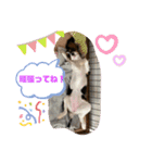 キャバリア・ピナイ（個別スタンプ：13）