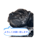 黒プーのすぅちゃんスタンプ（個別スタンプ：2）