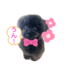 黒プーのすぅちゃんスタンプ（個別スタンプ：4）