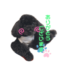 黒プーのすぅちゃんスタンプ（個別スタンプ：5）
