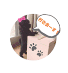 黒プーのすぅちゃんスタンプ（個別スタンプ：11）