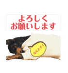 みにぴんライフ②（個別スタンプ：1）