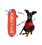 みにぴんライフ②（個別スタンプ：16）