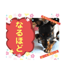 みにぴんライフ②（個別スタンプ：26）