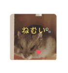 ハムスターのぽぽぽちゃん（個別スタンプ：1）