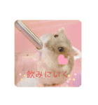 ハムスターのぽぽぽちゃん（個別スタンプ：2）