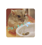 ハムスターのぽぽぽちゃん（個別スタンプ：3）
