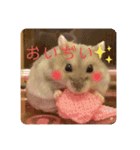 ハムスターのぽぽぽちゃん（個別スタンプ：4）