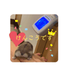 ハムスターのぽぽぽちゃん（個別スタンプ：5）