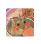 ハムスターのぽぽぽちゃん（個別スタンプ：6）