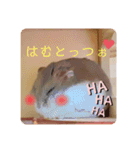 ハムスターのぽぽぽちゃん（個別スタンプ：8）