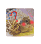 ハムスターのぽぽぽちゃん（個別スタンプ：9）