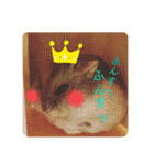 ハムスターのぽぽぽちゃん（個別スタンプ：10）