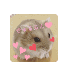 ハムスターのぽぽぽちゃん（個別スタンプ：11）