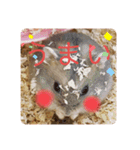 ハムスターのぽぽぽちゃん（個別スタンプ：12）