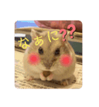 ハムスターのぽぽぽちゃん（個別スタンプ：13）