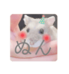 ハムスターのぽぽぽちゃん（個別スタンプ：14）