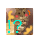 ハムスターのぽぽぽちゃん（個別スタンプ：15）