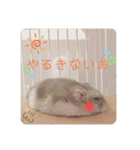 ハムスターのぽぽぽちゃん（個別スタンプ：16）