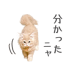 マンチカン猫のもんちゃん写真スタンプ（個別スタンプ：4）