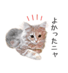 マンチカン猫のもんちゃん写真スタンプ（個別スタンプ：22）