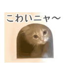 マンチカン猫のもんちゃん写真スタンプ（個別スタンプ：38）