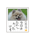 ポンちゃんー（個別スタンプ：1）