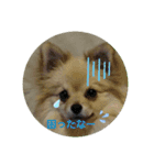 ポンちゃんー（個別スタンプ：2）