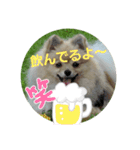ポンちゃんー（個別スタンプ：5）