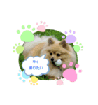 ポンちゃんー（個別スタンプ：11）