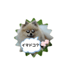 ポンちゃんー（個別スタンプ：12）