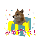 柴犬のナナ ver.4 パリピなナナちゃん（個別スタンプ：14）