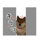 柴犬のナナ ver.4 パリピなナナちゃん（個別スタンプ：15）