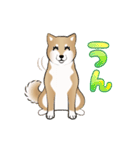 動く！柴犬の巻 Renewal Ver.（個別スタンプ：23）