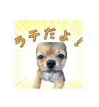 日常で使える！可愛いラテ様スタンプ（個別スタンプ：1）