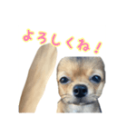日常で使える！可愛いラテ様スタンプ（個別スタンプ：2）