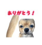 日常で使える！可愛いラテ様スタンプ（個別スタンプ：3）