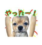 日常で使える！可愛いラテ様スタンプ（個別スタンプ：10）