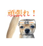 日常で使える！可愛いラテ様スタンプ（個別スタンプ：13）