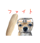 日常で使える！可愛いラテ様スタンプ（個別スタンプ：14）
