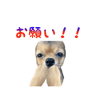 日常で使える！可愛いラテ様スタンプ（個別スタンプ：15）