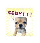 日常で使える！可愛いラテ様スタンプ（個別スタンプ：16）
