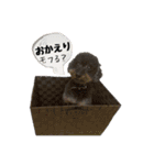 トイプードルブラックタン0127（個別スタンプ：12）