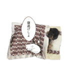 トイプードルブラックタン0127（個別スタンプ：13）