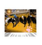 8にゃんずの日常（個別スタンプ：4）