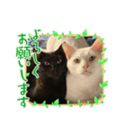 8にゃんずの日常（個別スタンプ：5）