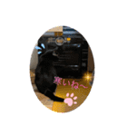 8にゃんずの日常（個別スタンプ：9）