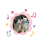 8にゃんずの日常（個別スタンプ：11）